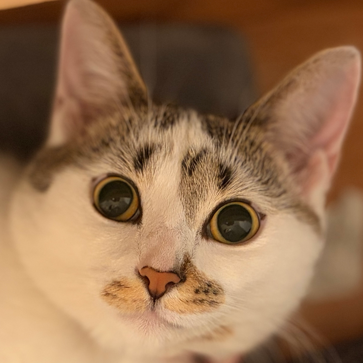 Original pet photo